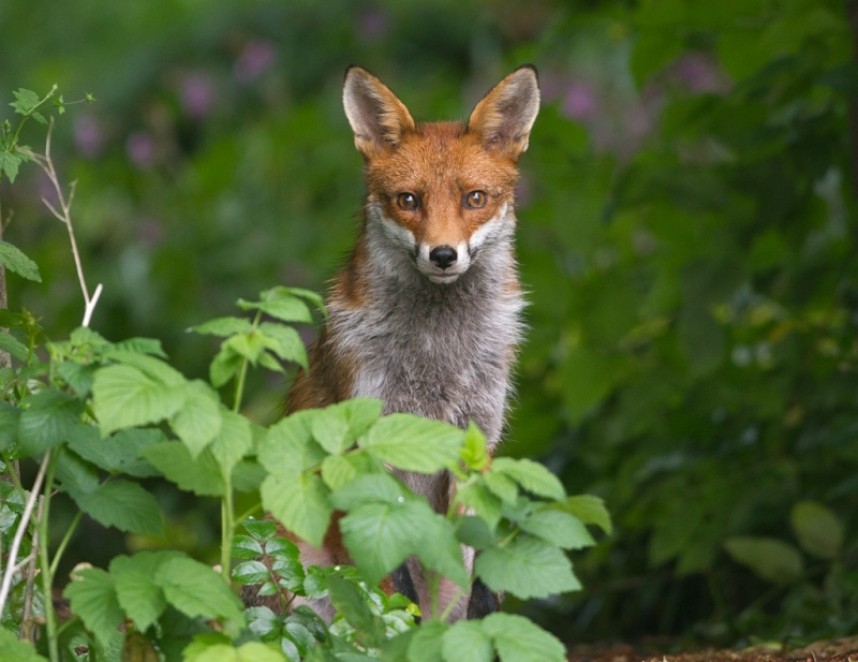  Red Fox © Steve Race
