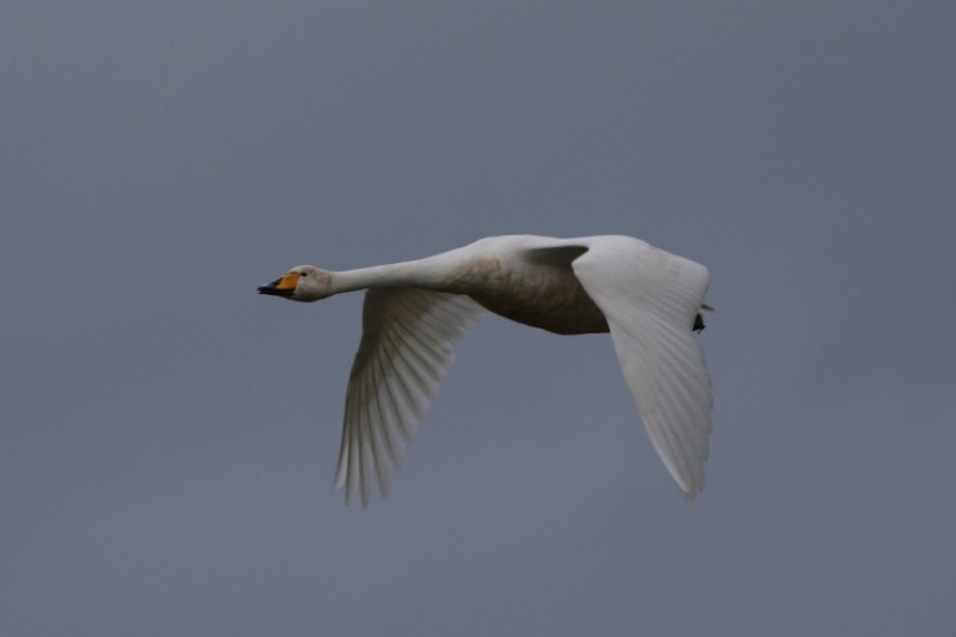  Whooper Swan © Craig Thomas