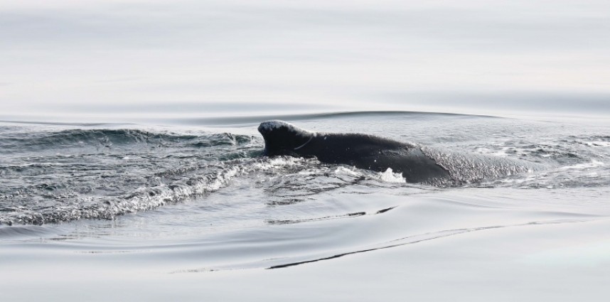  Humpback Whale © Richard Baines