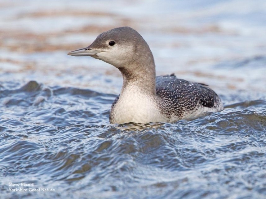  Red-throated Diver - Scarborough Harbour Dec 2015 © Steve Race