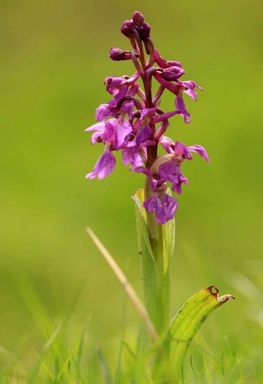  Early Purple Orchid © Dan Lombard