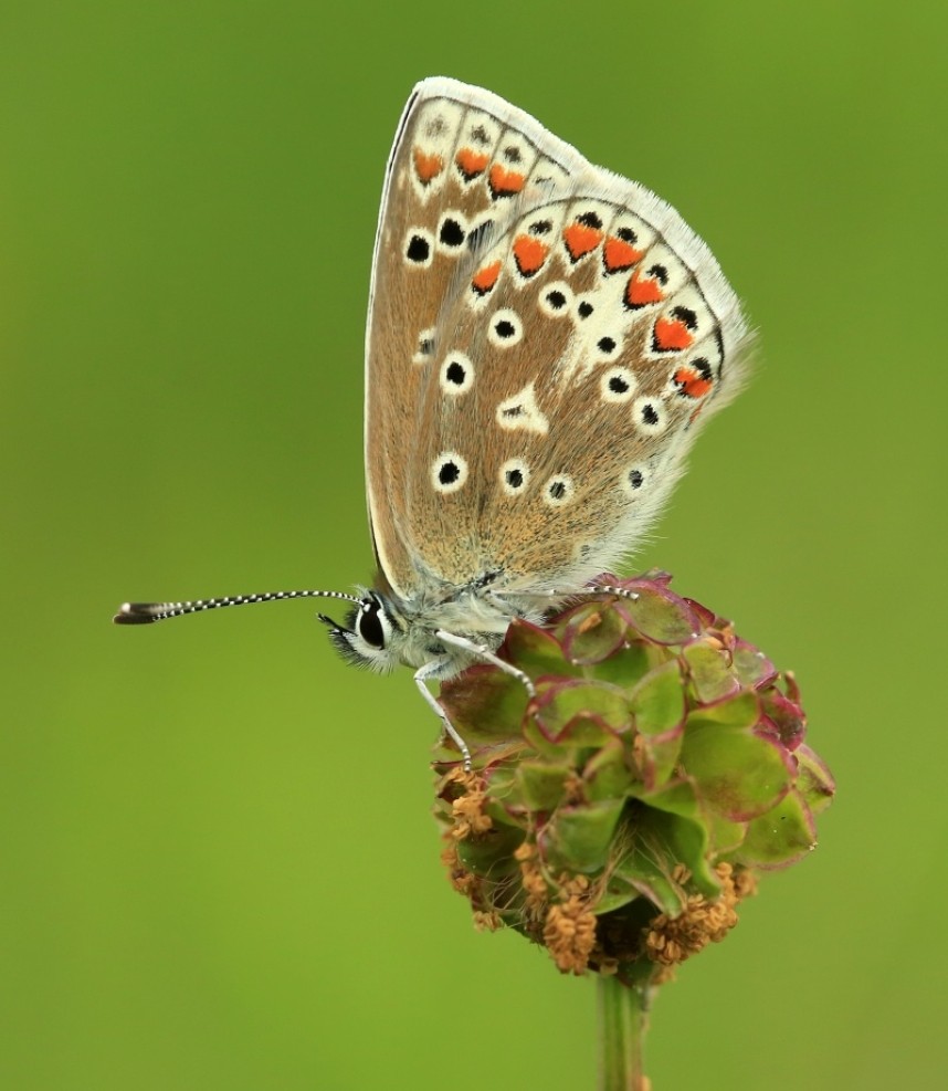  Female Common Blue © Dan Lombard