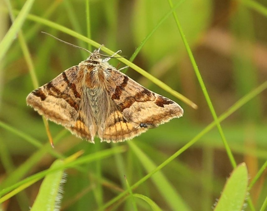  Burnet Companion moth © Richard Baines