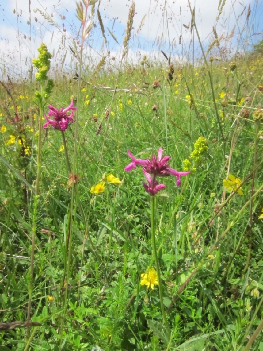  A wild flower meadow near Pickering © Richard Baines
