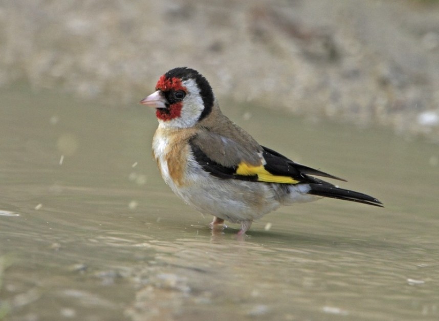  Goldfinch © Steve Race 