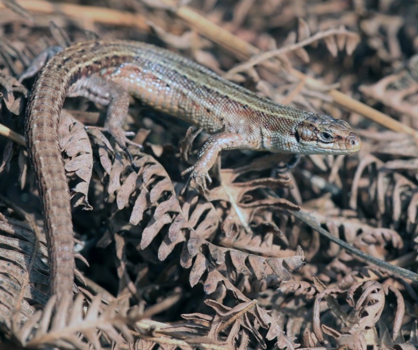  Common Lizard © Dan Lombard