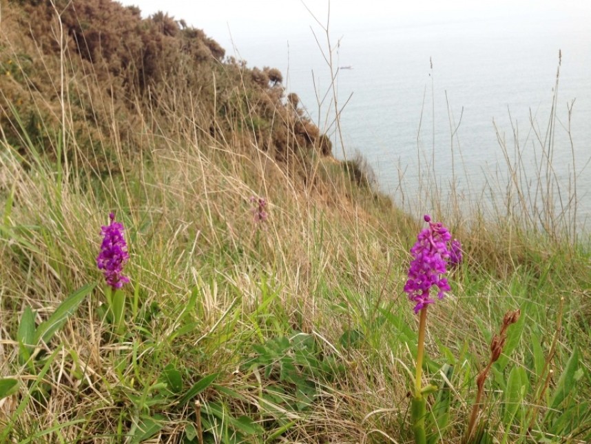 Early Purple Orchid © Richard Baines