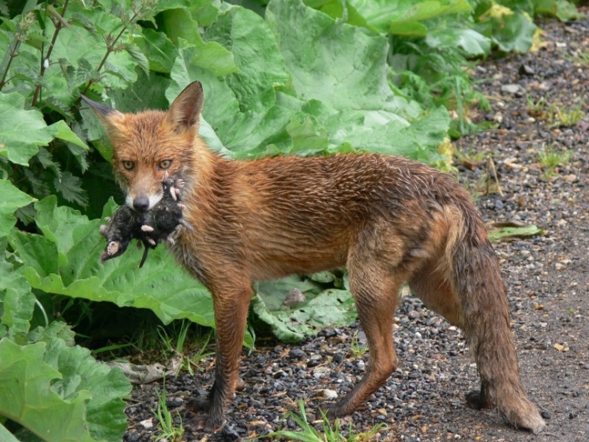  Red Fox © Richard Baines