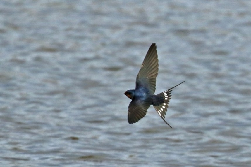  Swallow over Filey Dams © Ian Robinson 