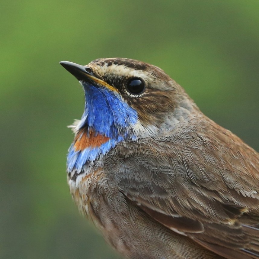 Bluethroat Filey 2016 © Dan Lombard