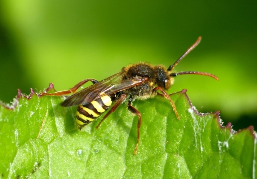  Marsham's Nomad Bee Scarborough 2016 © Jim Middleton 