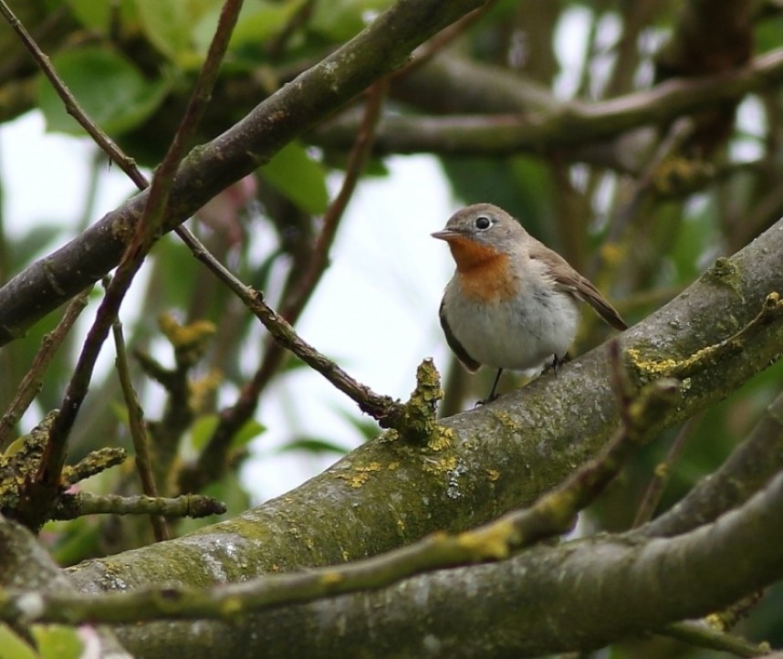 Red-breasted Flycatcher Flamborough 2016 © Craig Thomas