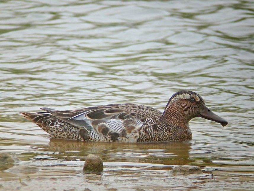 Garganey © Andy Hood