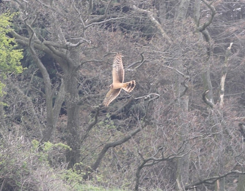 Pallid Harrier © Terry Hobson