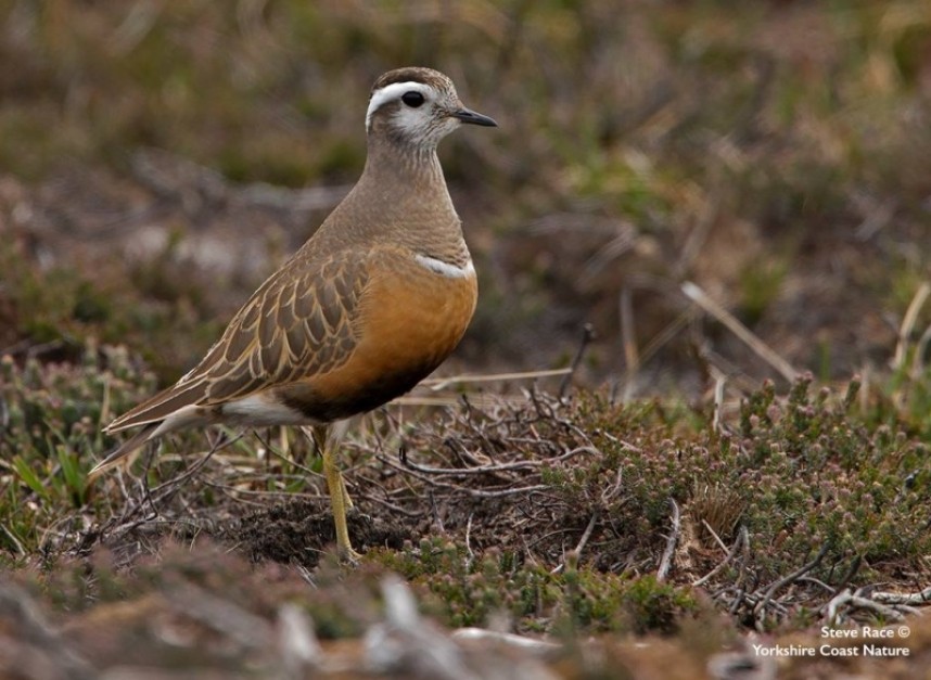Dotterel © Steve Race