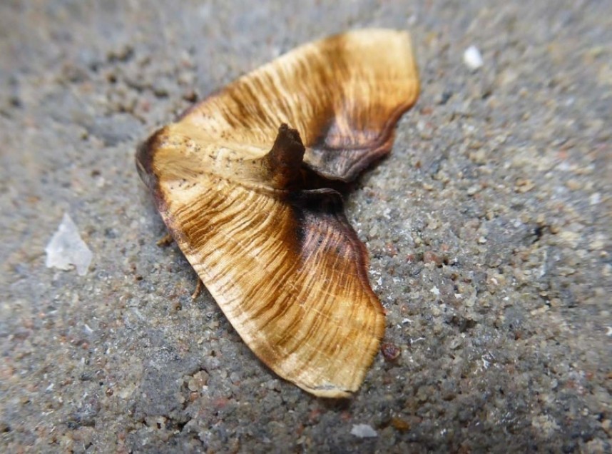 Scorched Wing © Allan Rodda