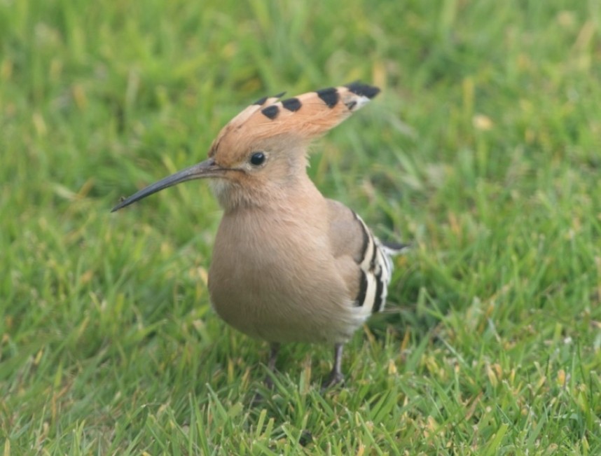 Hoopoe © Chrys Mellor