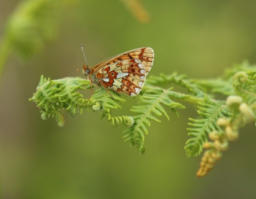  Pearl-borderd Fritillary © Richard Baines