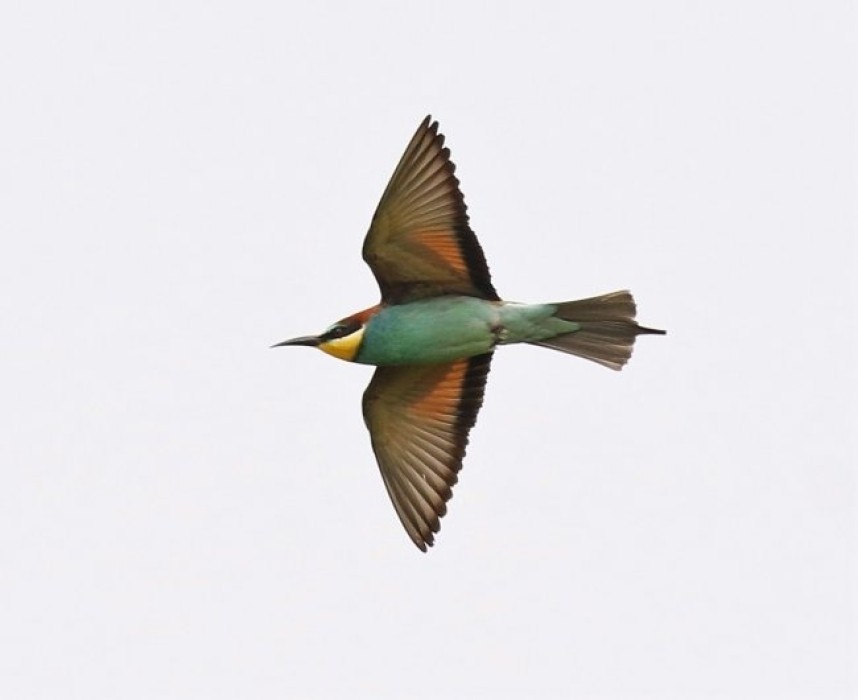 Bee-eater © Spurn B.O.T