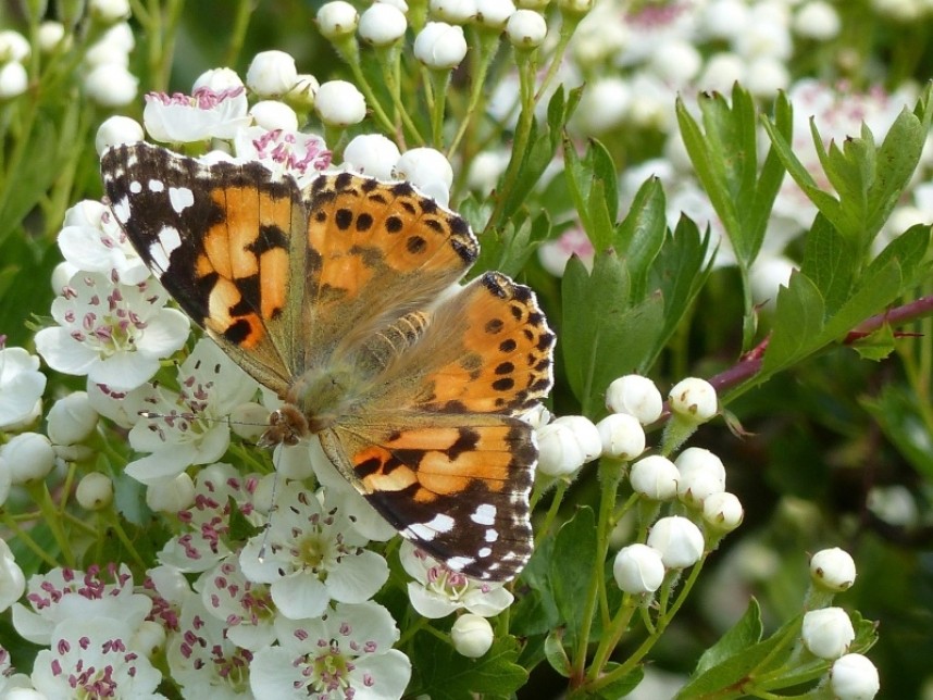 Painted Lady at Long Nab © Nick Addey