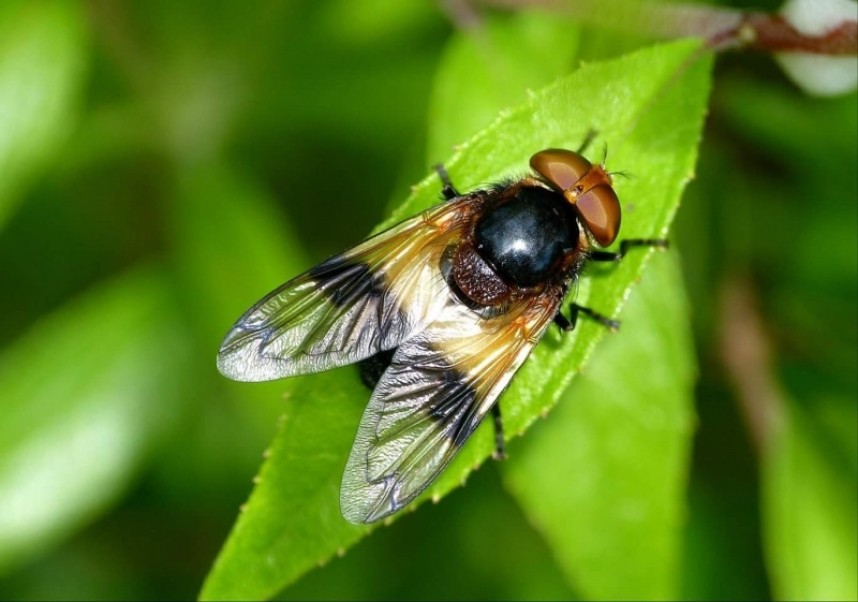Pied Hoverfly in Scarborough © Jim Middleton