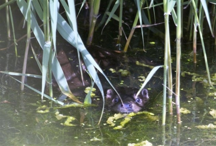 Otter at Spurn © John Hewitt