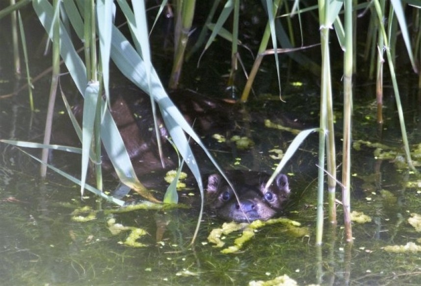  Otter at Spurn © John Hewitt