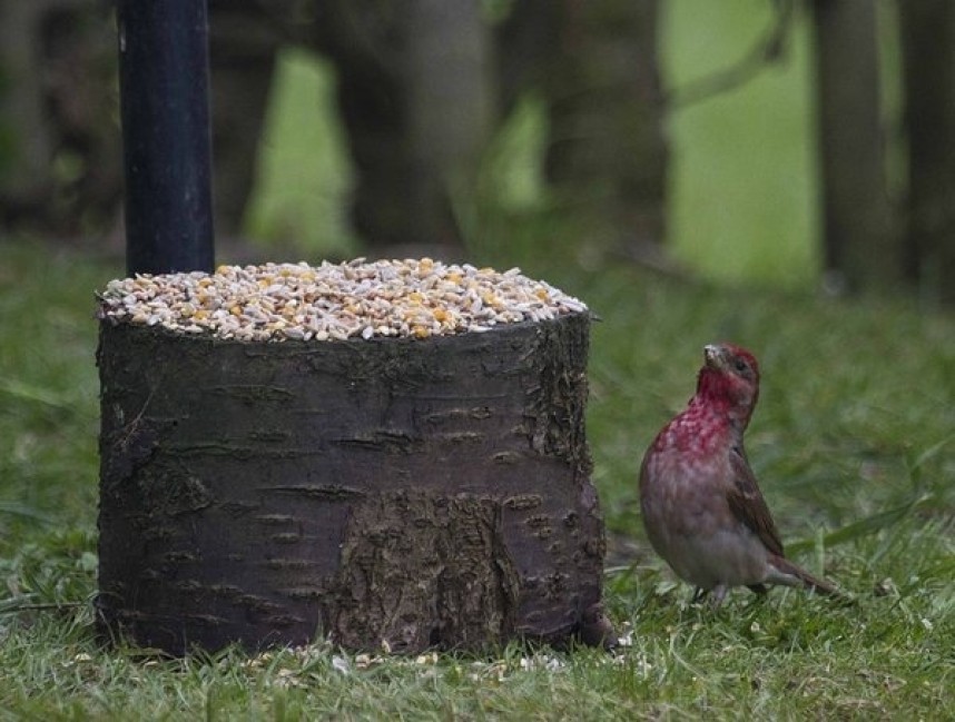 Common Rosefinch at Kilnsea © John Hewitt