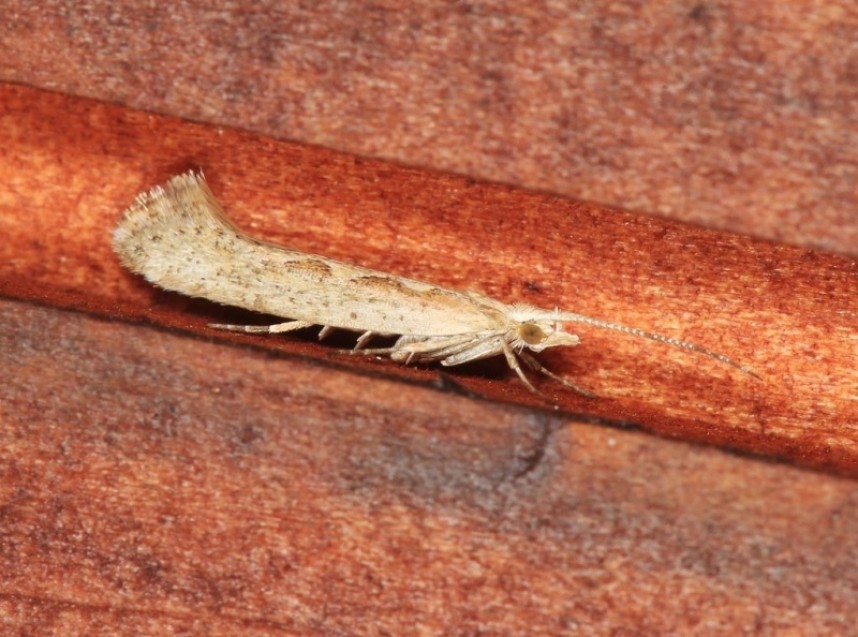 Diamondback Moth in Scarborough © Dan Lombard