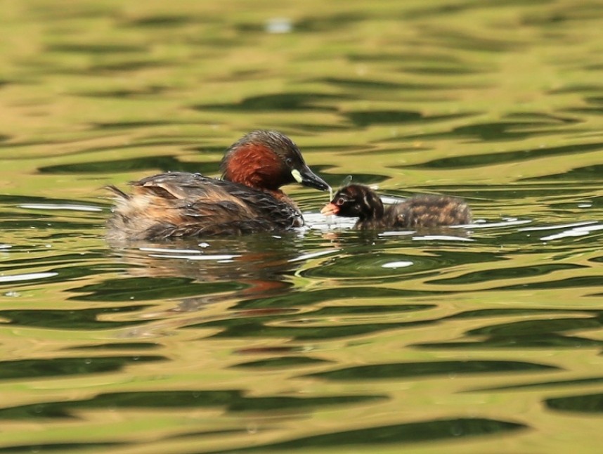 Little Grebe © Richard Baines