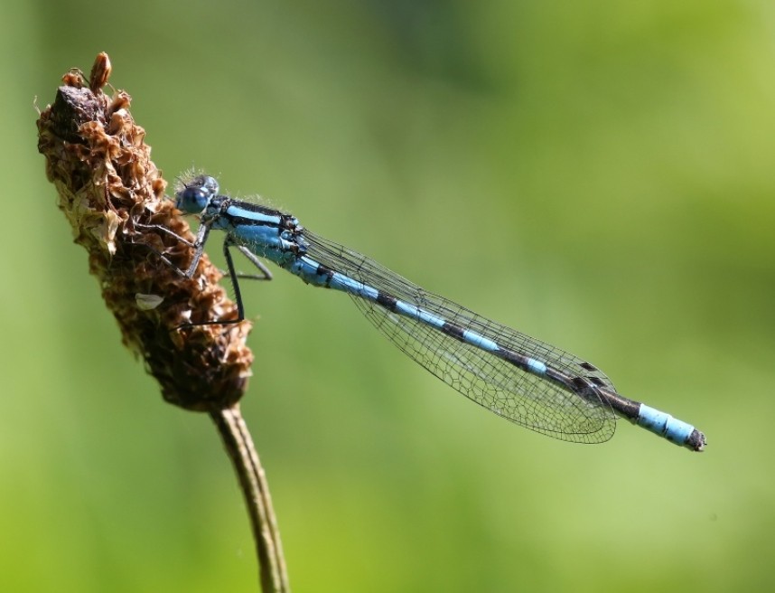Common Blue Damselfly © Dan Lombard