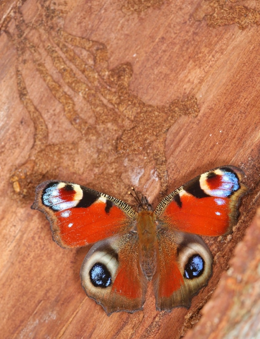 Peacock © Dan Lombard