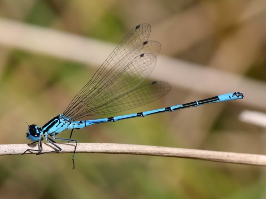 Azure Damselfly © Dan Lombard