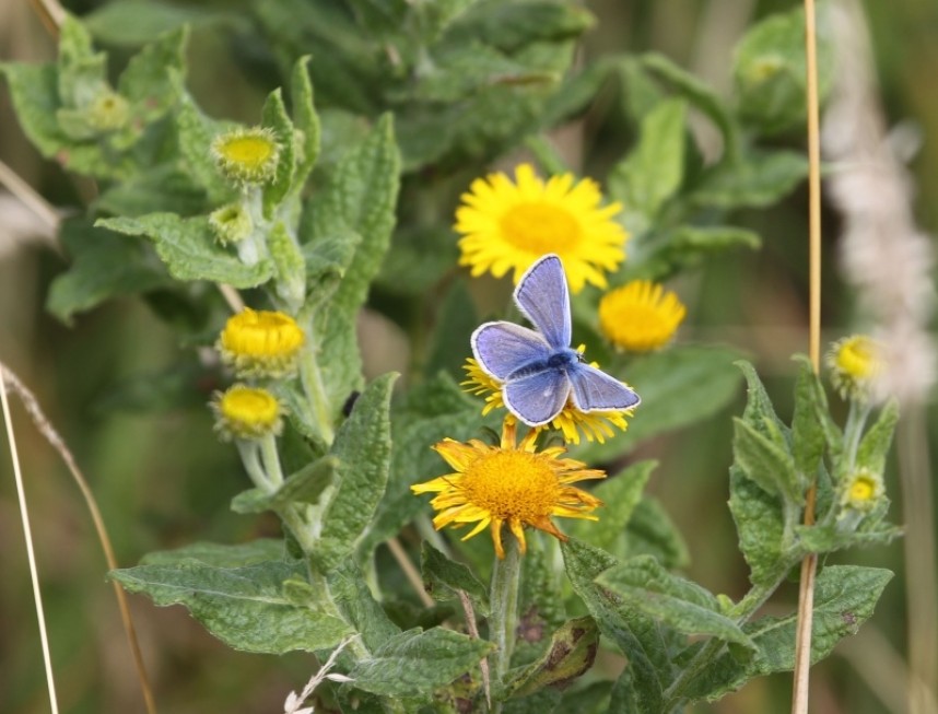 Common Blue and Common Fleabane © Richard Baines