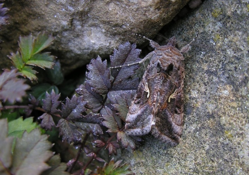 Silver Y moth © Richard Baines