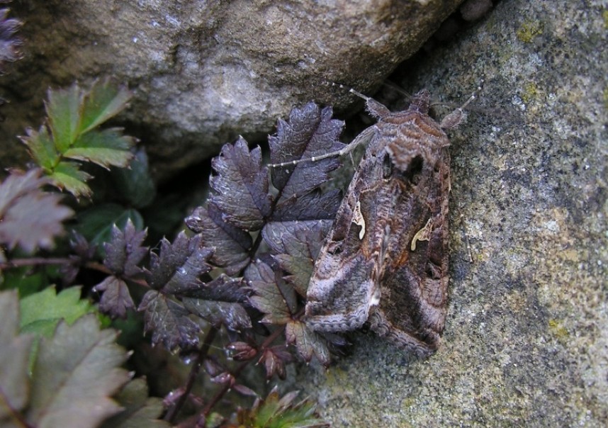  Silver Y moth © Richard Baines