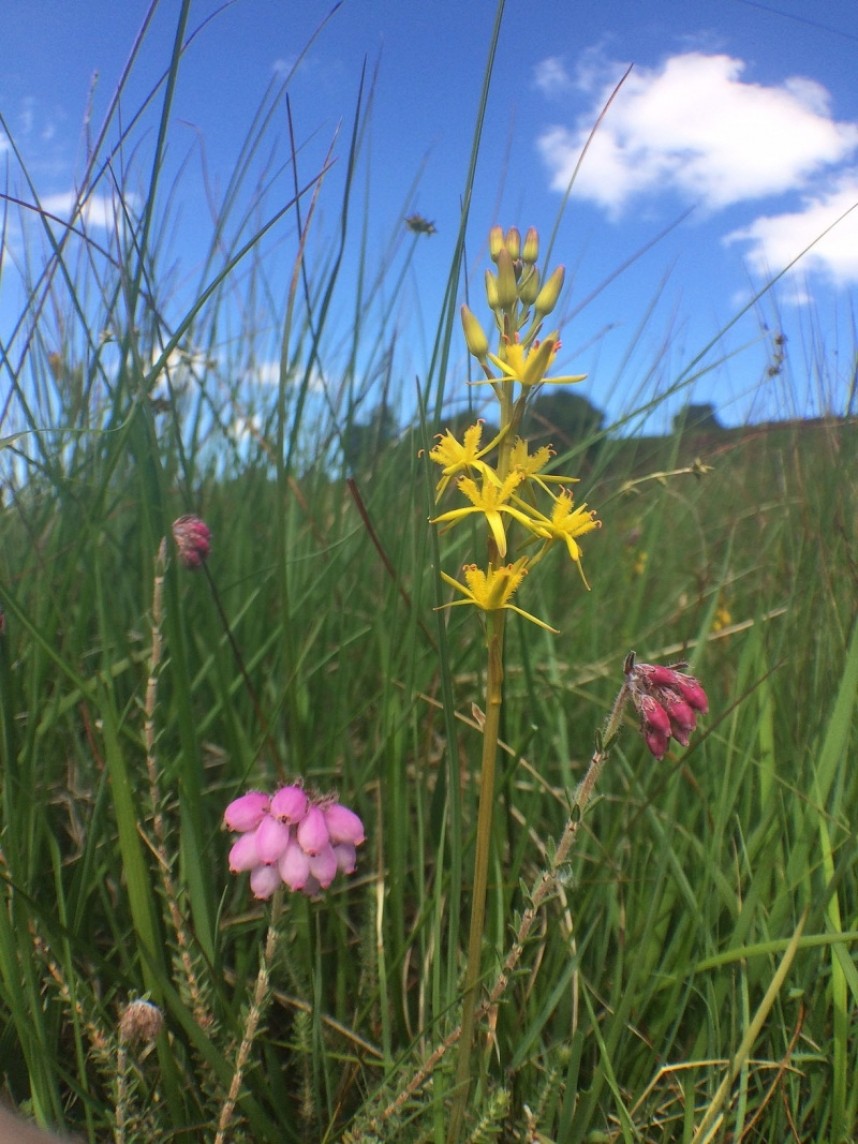 Cross-leaved Heath and Bog Asphodel © Richard Baines