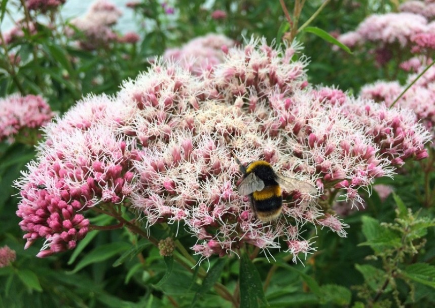  Hemp Agrimony © Richard Baines