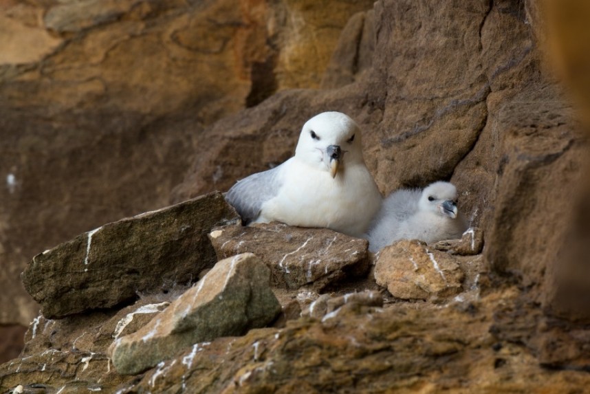 Fulmar and chick North Yorks coast © Dave Pressland