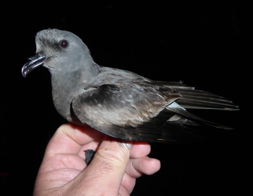 Leaches Storm Petrel © Dave Bowes