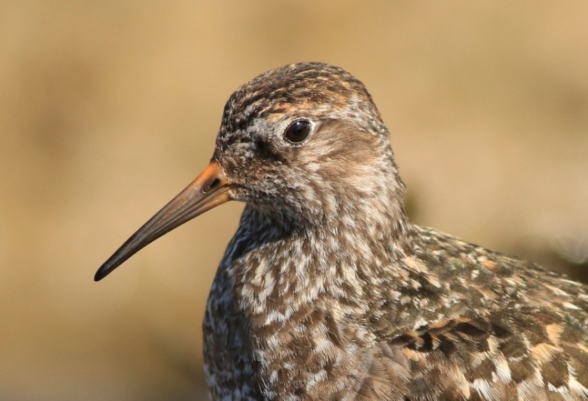 Purple Sandpiper © Mark Pearson