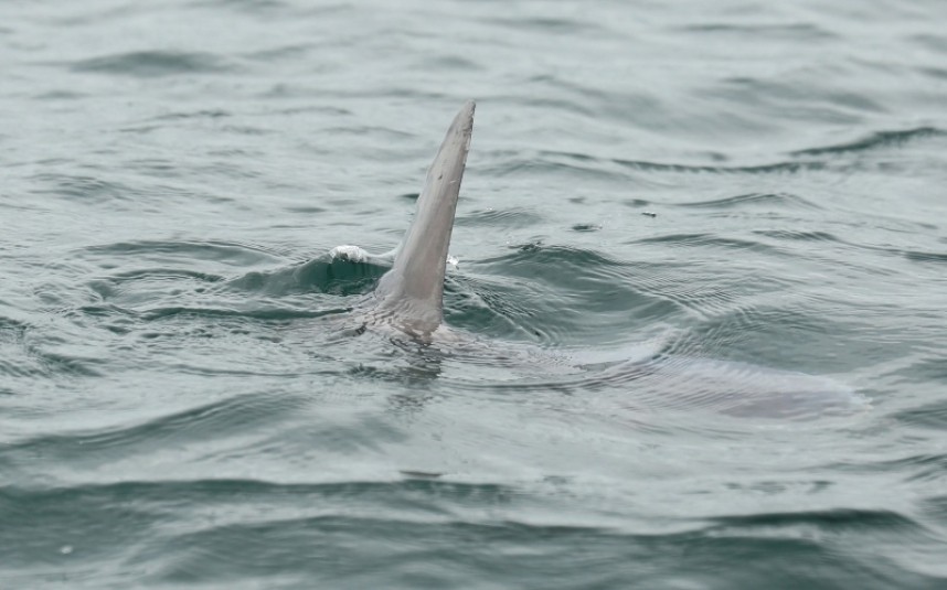Sunfish © Richard Baines