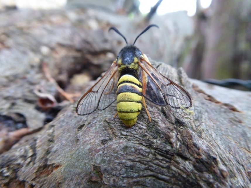 Lunar Hornet Moth © Allan Rodda
