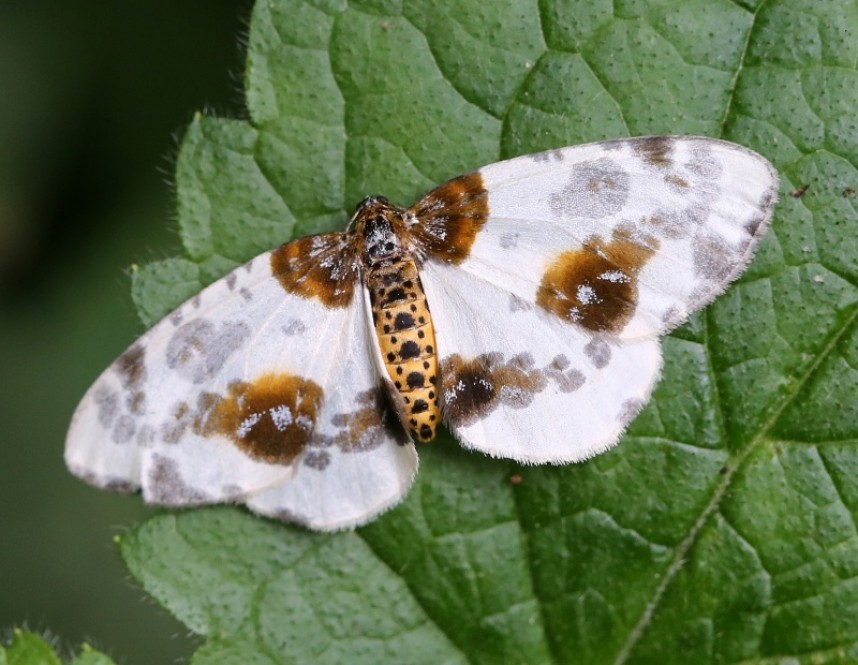 Clouded Magpie © Dan Lombard