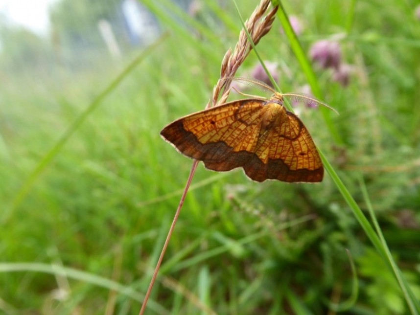 Dark-bordered Beauty © Allan Rodda