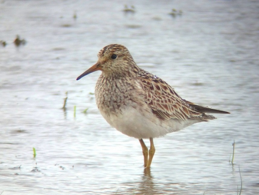 Pectoral Sandpiper © Andy Hood