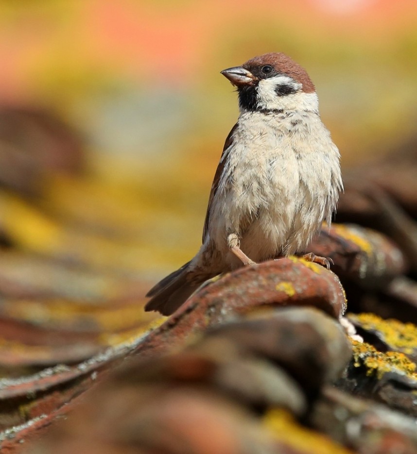 Tree Sparrow © Dan Lombard