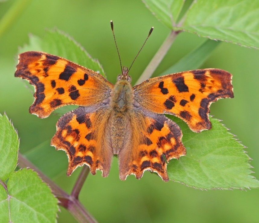 Comma © Dan Lombard