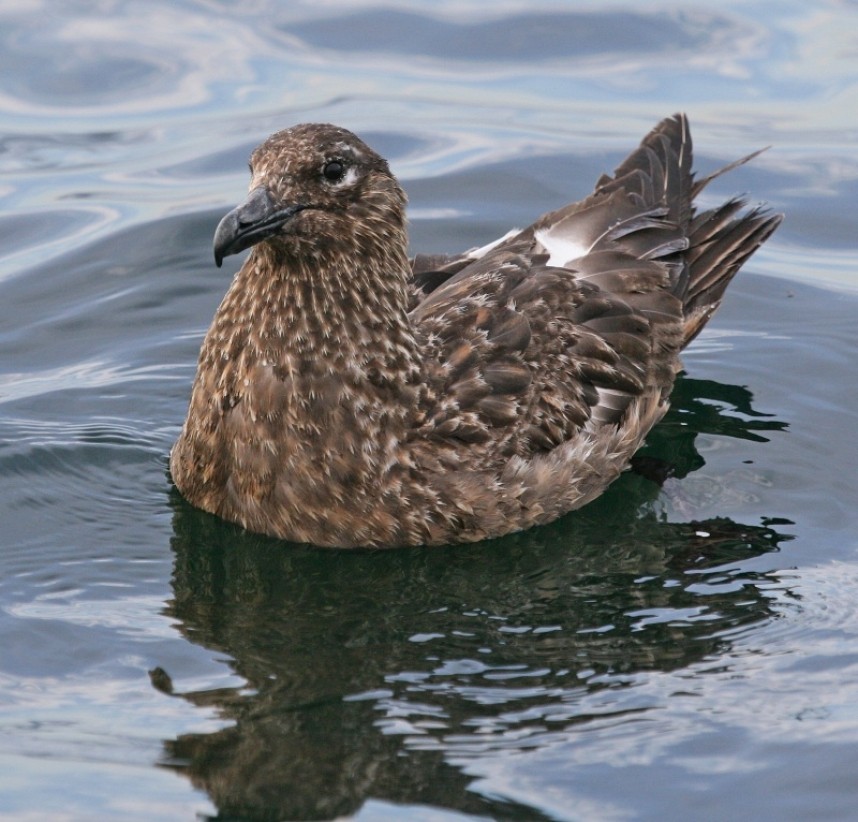  Great Skua © Dan Lombard 