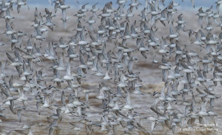 Knot © Steve Race